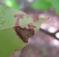 Stigmella prunifoliella thumbnail 2