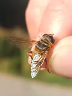 Northern Plushback thumbnail 1