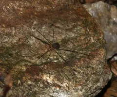 Nelima elegans thumbnail 2
