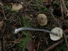 Entoloma gracilipes thumbnail 4
