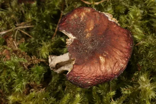 Russula dadmunii