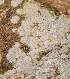 Trapelia placodioides thumbnail 1