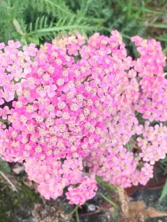 Pink Rose Yarrow thumbnail 2
