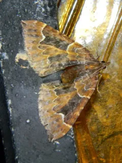 Eulithis flavibrunneata thumbnail 1