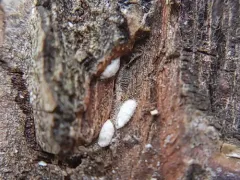 Azalea Bark Scale thumbnail 2