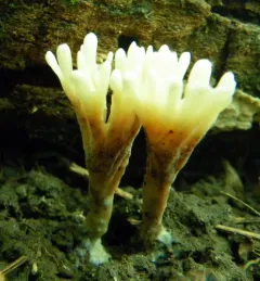 ashen coral thumbnail 2