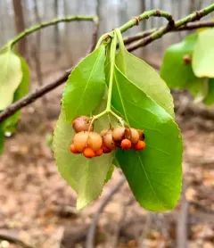 Japanese spindle tree thumbnail 3