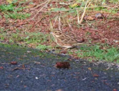 Rustic Bunting thumbnail 3