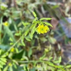 Bog Yellowcress thumbnail 2
