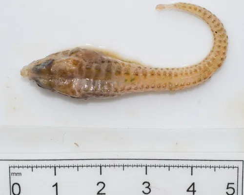 Arctic Alligatorfish