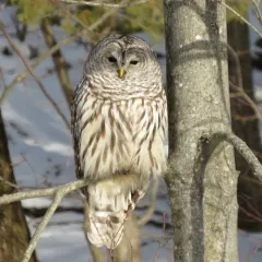 Barred Owl thumbnail 4