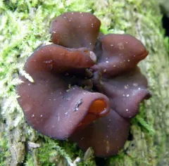 Copper Penny Fungus thumbnail 4
