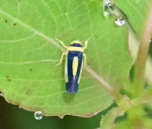 Colladonus collaris