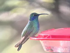 Mexican Violetear thumbnail 3