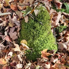 lesser plait moss thumbnail 2