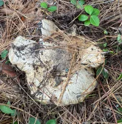 American matsutake thumbnail 2