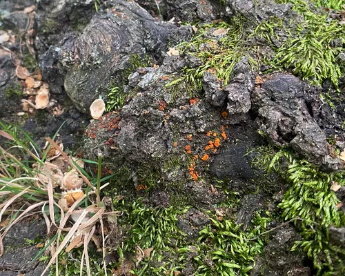 orange hobnail canker