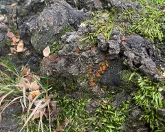 orange hobnail canker thumbnail 1