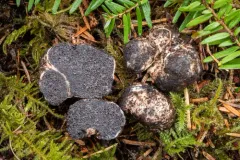 Octaviania cyanescens thumbnail 2