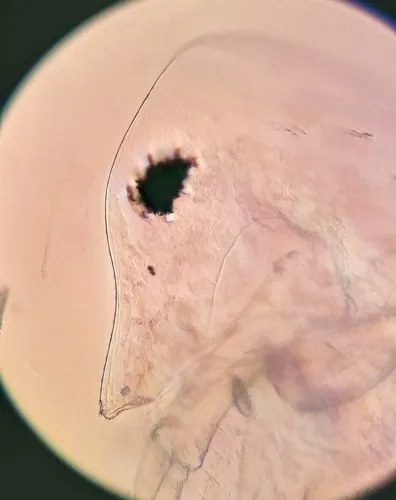 Daphnia dubia