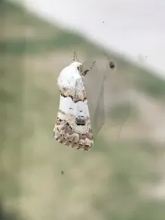 Third Flower Moth thumbnail 3