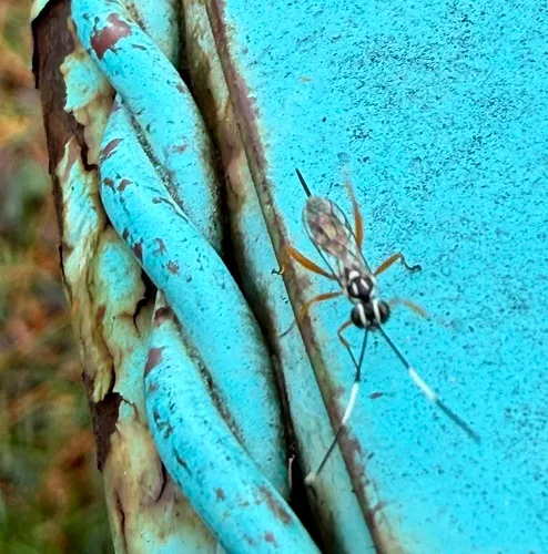Lymeon orbus