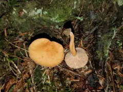 Lactarius alpinus thumbnail 2