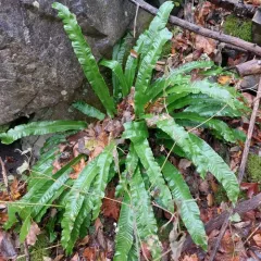 Hart's-tongue fern thumbnail 2