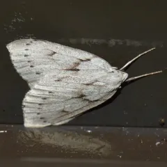 Philedia punctomacularia thumbnail 3