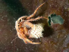 Setose Hermit Crab thumbnail 2