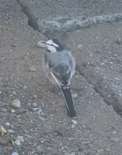 White Wagtail thumbnail 1