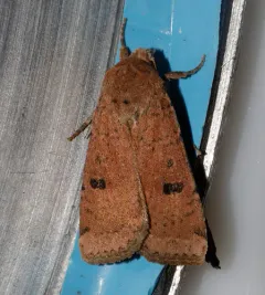 Abagrotis baueri thumbnail 2