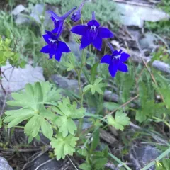 Rockslide Larkspur thumbnail 3