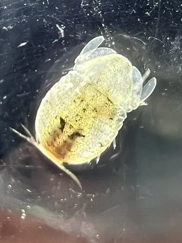 Exosphaeroma inornata