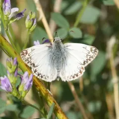 Northern White-Skipper thumbnail 4