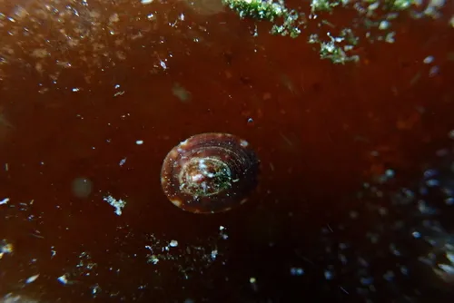 Seaweed Limpet