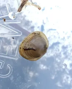 Rhomboid Fingernailclam thumbnail 2
