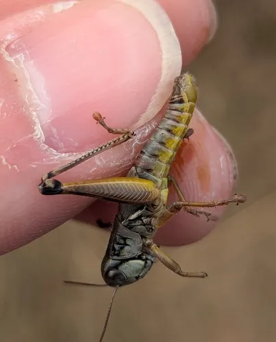 Large-headed Grasshopper