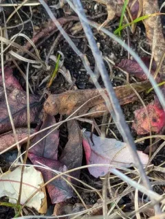 Autumn Yellow-winged Grasshopper thumbnail 4