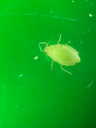 Short-tailed Sorrel Aphid