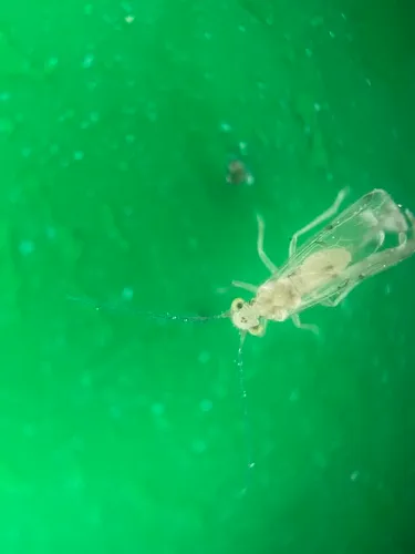 Trichopsocus clarus