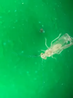 Trichopsocus clarus thumbnail 1
