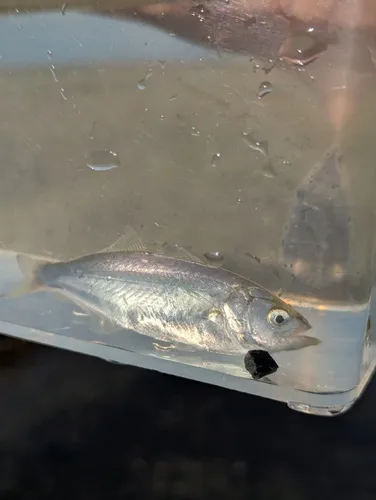 Bluefish