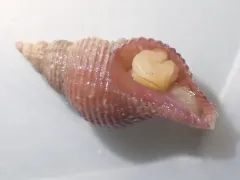Thick-ribbed Whelk thumbnail 2
