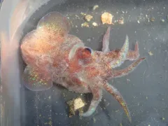 Warty Bobtail thumbnail 2