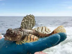 Arctic Staghorn Sculpin thumbnail 4