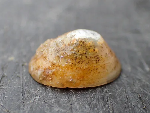 Northern Blind Limpet