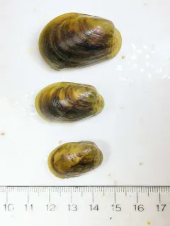 Discordant Mussel thumbnail 3
