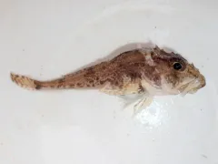Spatulate Sculpin thumbnail 2