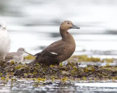 Steller's Eider thumbnail 4